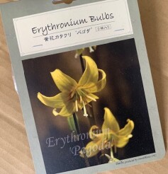 黄花カタクリ ‘パゴタ’