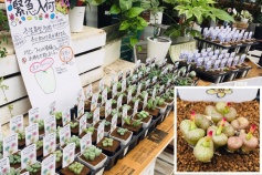 冬育成型多肉植物入荷♪