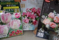 ピンク大好き！