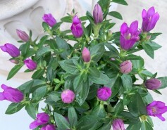 リンドウ ‘プリンセスアシロ’