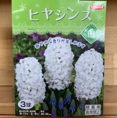 ヒヤシンスの球根