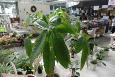 ☆☆☆観葉植物一部商品40パーセントoffセール!!☆☆