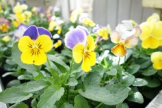 秋植えビオラ&パンジー