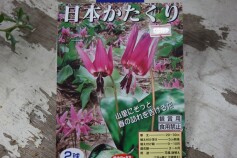 日本カタクリの球根