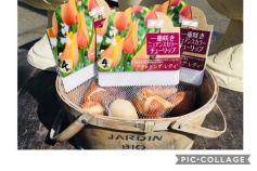 ブラッシング・レディ