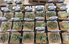 メセン入荷しました！