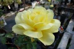 黄色のバラたち＊＊＊