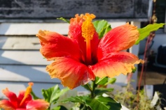 ハイビスカス‘ミセスユミ’