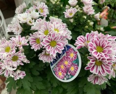 キク ‘セザンヌ’