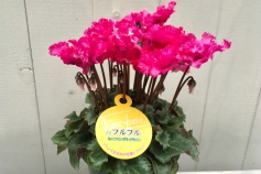 シクラメン・フルフル