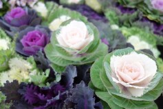 ハボタンが入荷しています