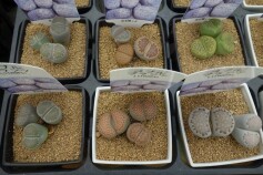 リトープス（ペブルプランツ）