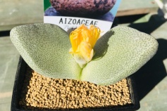 プレイオスピロス