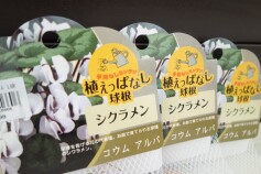 シクラメン　‘コウム　アルバ’