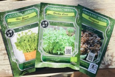 スプラウト種子