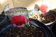 シャクヤク　3年ものの大苗入荷!!