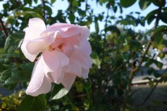 バラ　‘ジェネラス　ガーデナー’