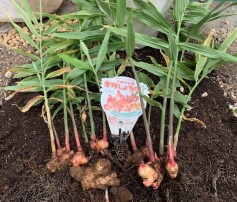 ショウガ収穫 2