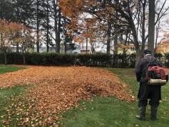 落ち葉を集めて