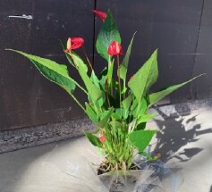 小さなアンスリウムに魅了！