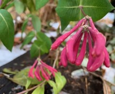 ハニーサックル