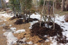 腐葉土づくり②