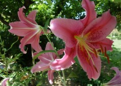 スタッフＮより