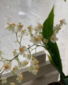 オンシジューム トゥインクル