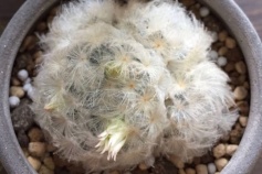 マミラリア属 白星