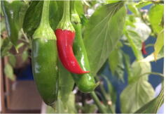 まだまだイケる！韓国うまみ唐辛子