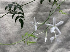 ハゴロモジャスミン