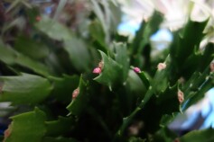 デンマークカクタス