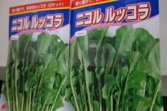 ニコル　ルッコラ