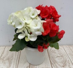 エラチオールベゴニア