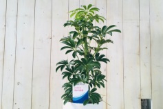 シェフレラ コンパクタ クイーン