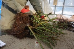 ＊＊バラ苗が届きました＊＊