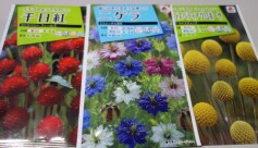 ドライフラワーにおすすめのタネ