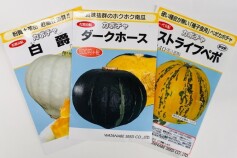 ほくほくカボチャ