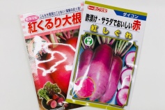 赤ダイコン