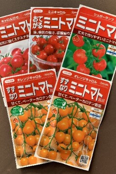 ミニトマトのタネ