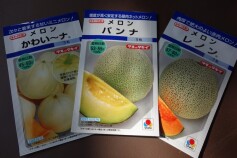 ♡かわいい♡メロンのタネ