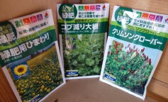 緑肥のタネ