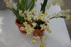 オンシジューム　‘トゥインクル’