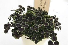 ～四つ葉のクローバーをさがして～