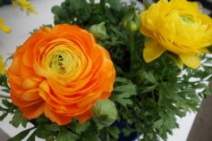 ラナンキュラス