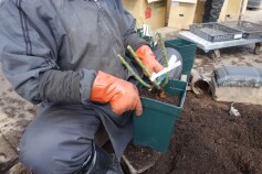 バラ苗の植え付けが始まりました！！