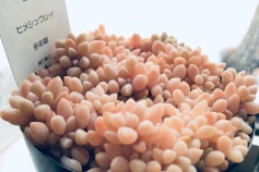 ヒメシュウレイ