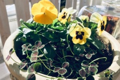 パンジー・ビオラ