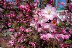 苗木が続々届いています☆