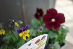 マイクロビオラ